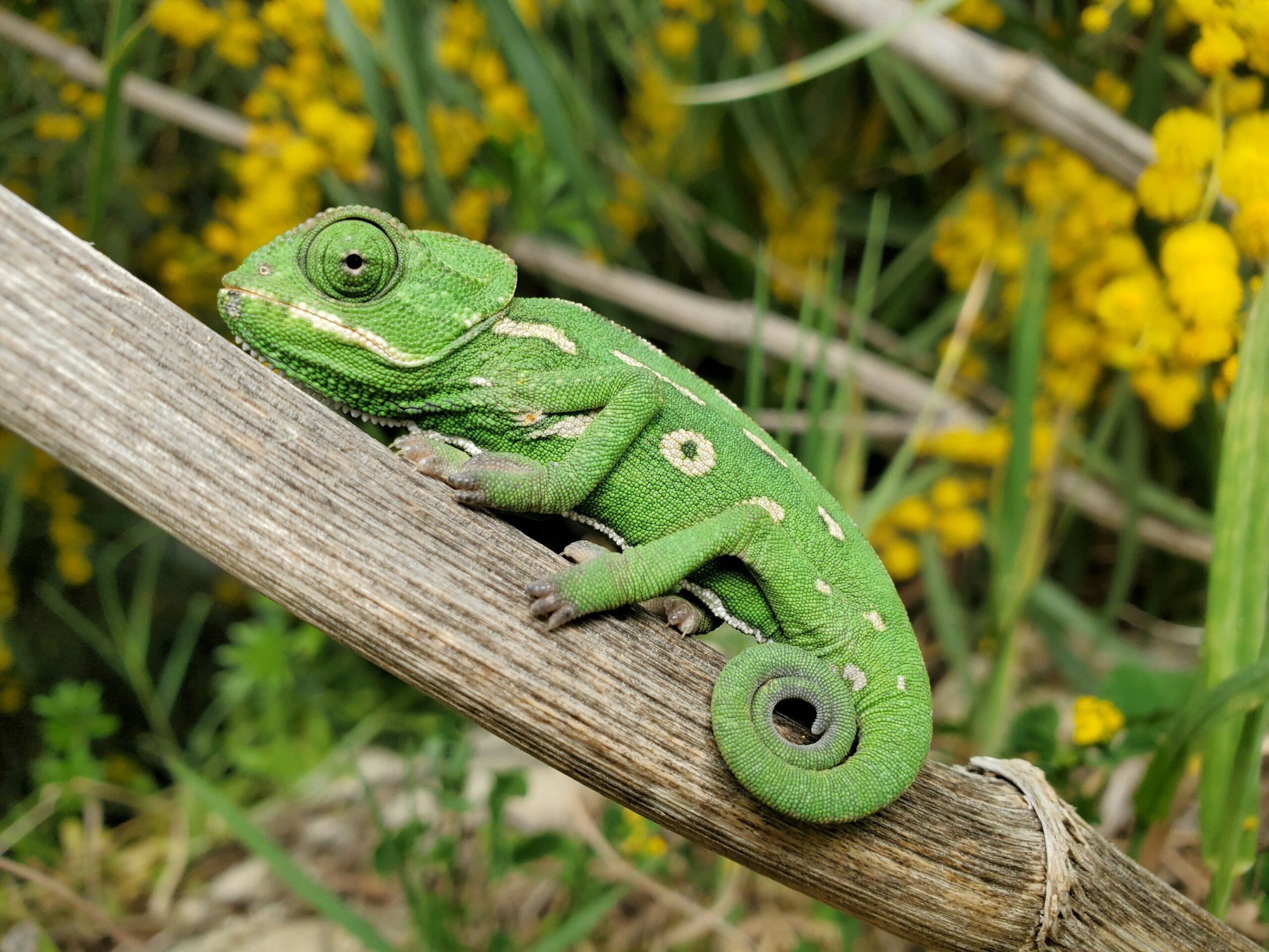 Integrating Reptiles into Science Education: A Guide for Biology Students