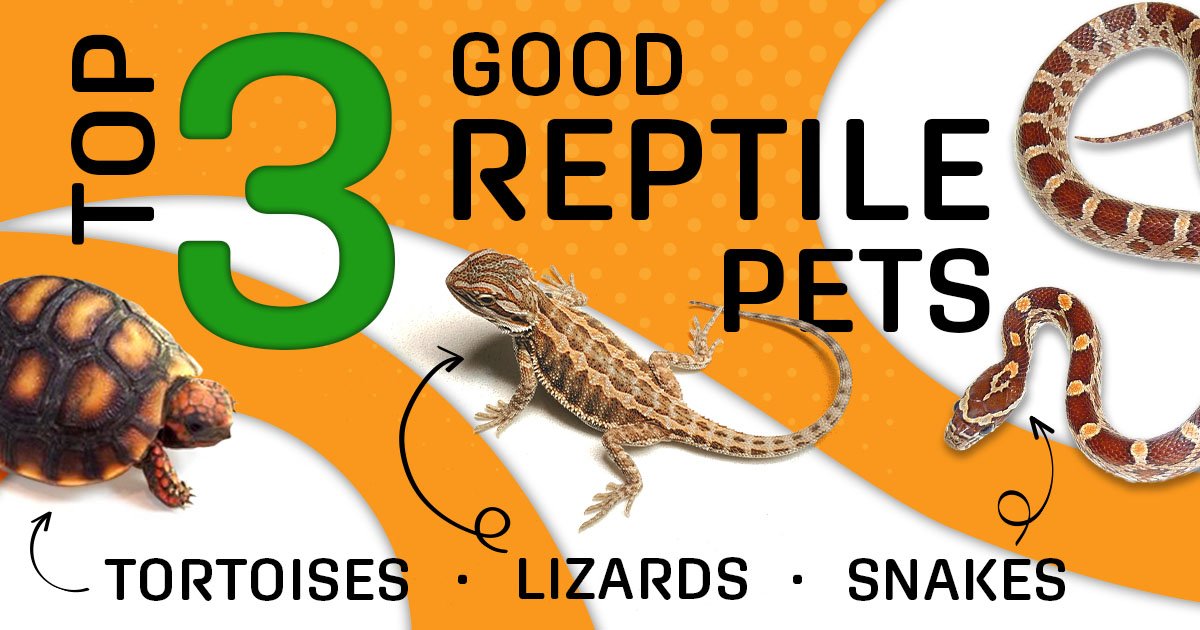 Top 3 Good Reptile Pets 2024