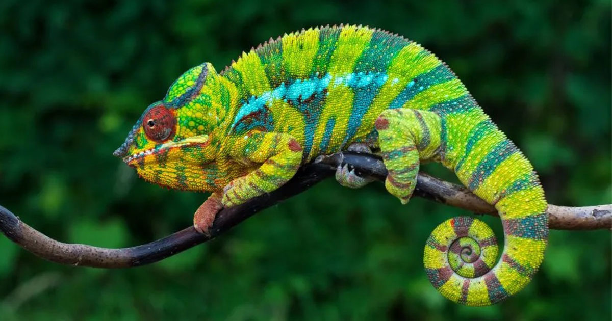 10 Interesting Facts About Reptiles