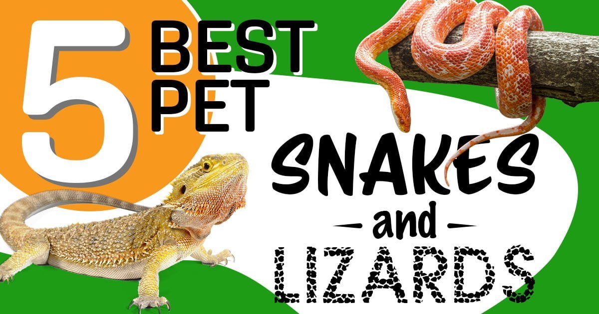 Exotic Reptiles: 5 Best Pet Lizards & Snakes of 2024