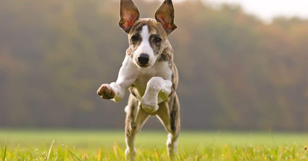 12 Most Athletic Dog Breeds With Incredible Agility