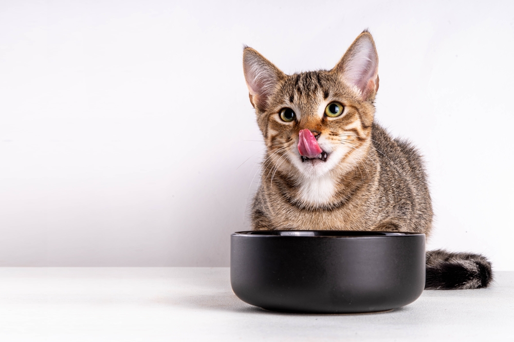 10 Best Cat Bowls in 2024 – Reviews and Top Picks (Vet-Verified)