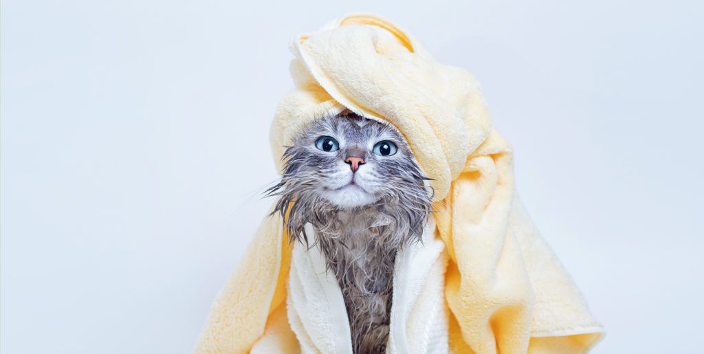 10 Best Deep Cleansing Cat Shampoos in 2024 – Reviews & Top Picks