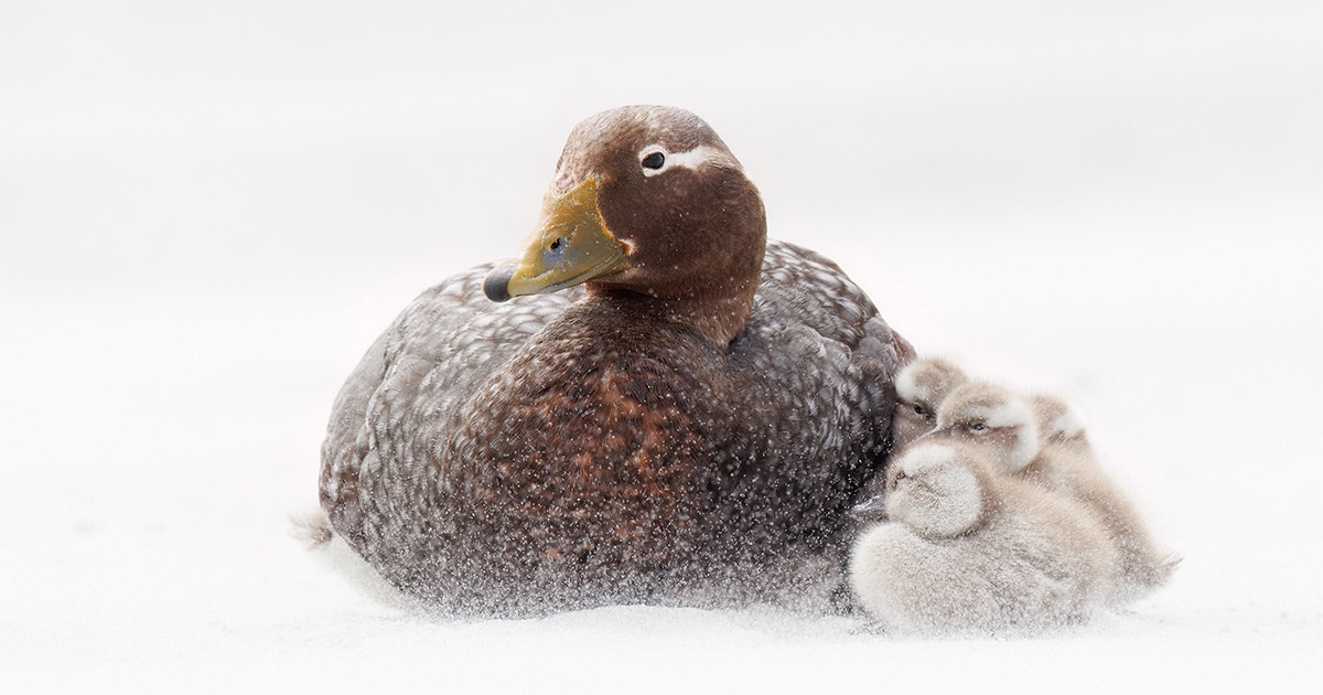 10 Phenomenal Female Bird Photos From the 2024 Audubon Photography Awards