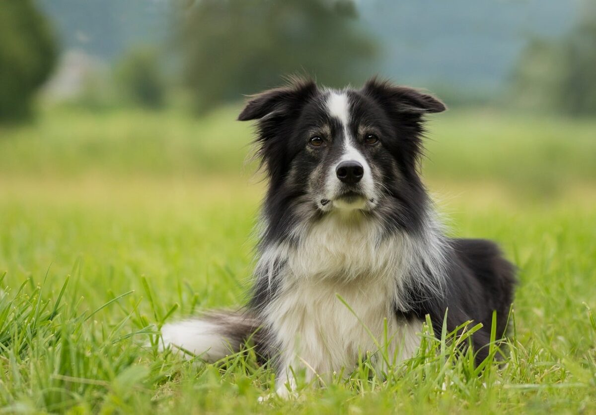 10 Things Every Border Collie Owner Needs in Their Home