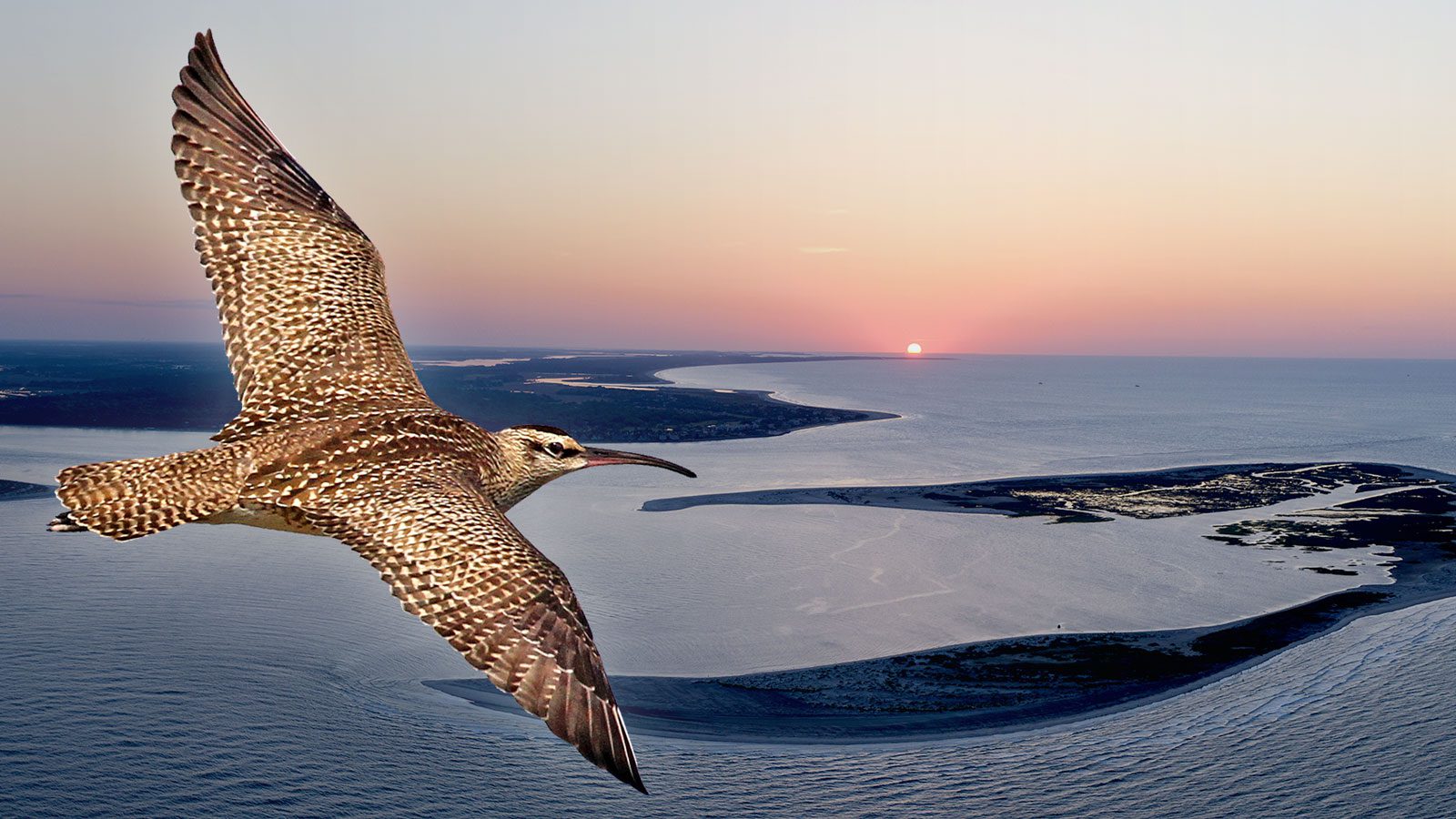 As Vital Whimbrel Habitat Erodes in South Carolina, Protection Comes Just in Time | Living Bird