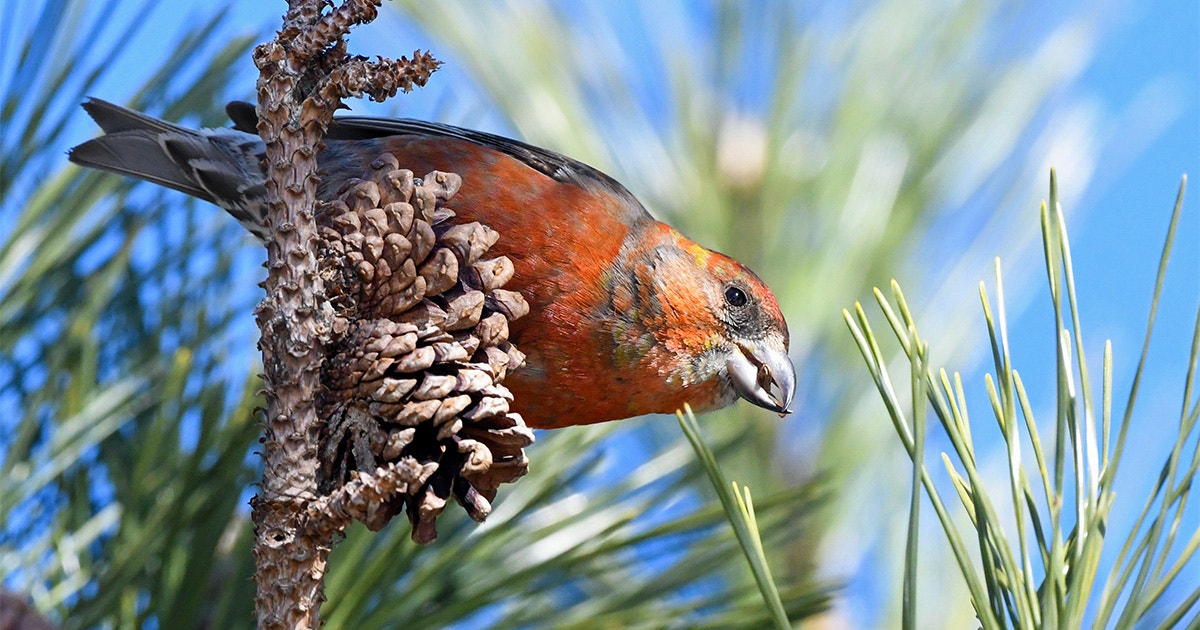 Fancy Finches? This Extensive New Field Guide Is For You