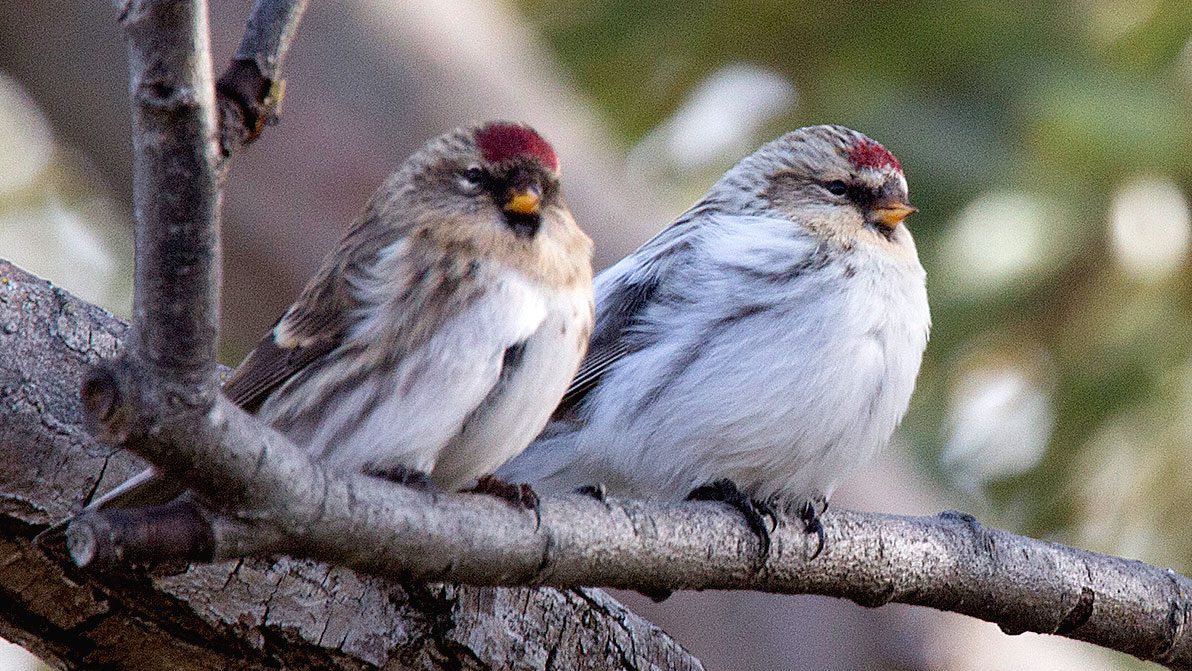 How Inversions and Supergenes Can Keep Similar Species From Merging | Living Bird