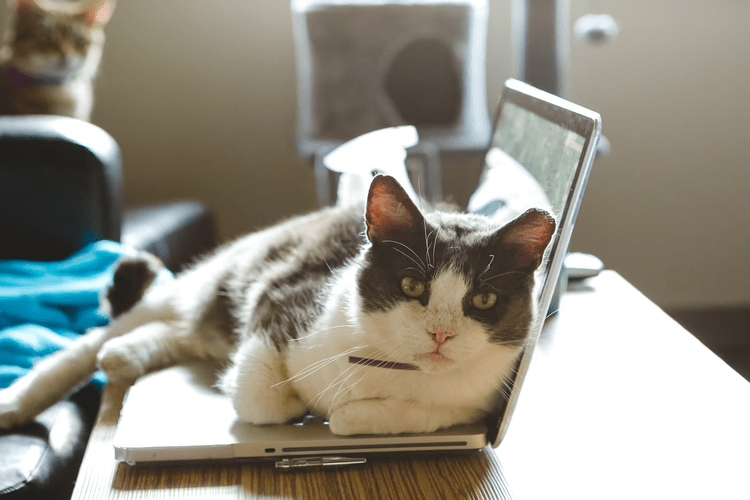 Why Do Cats Sit on Laptops? Health Risks and How to Stop It