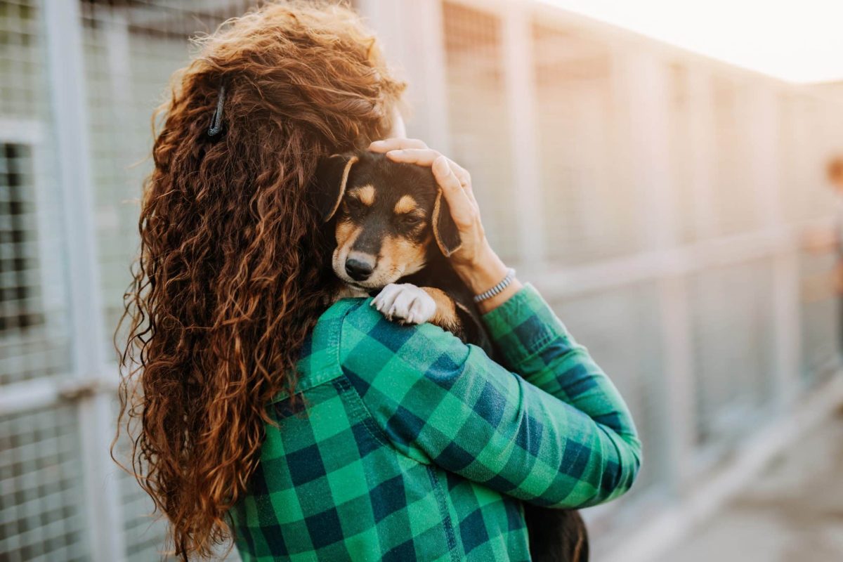 11 Simple Ways to Build Trust with a New Rescue Dog