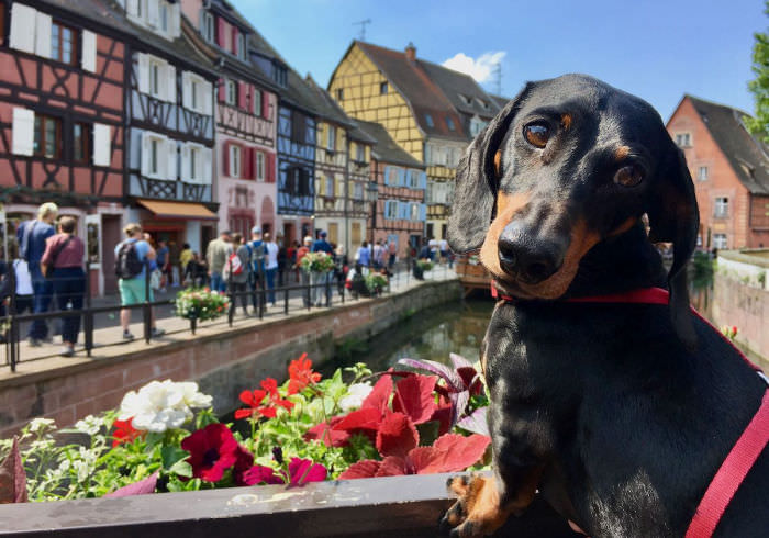 7 Tips for Traveling Internationally with Your Dog