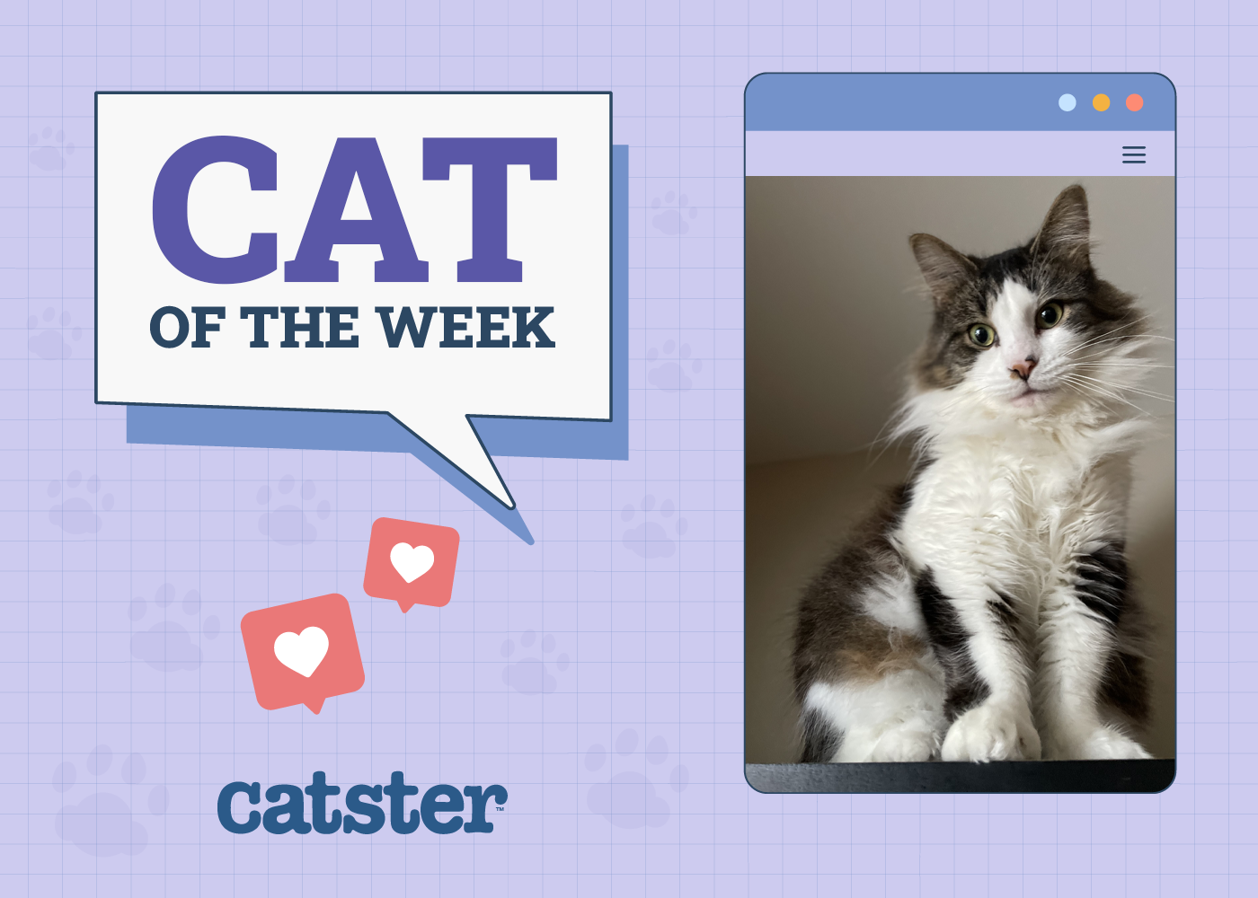 Catster Photo Contest: Cats of the Week Winners (November 28, 2024)