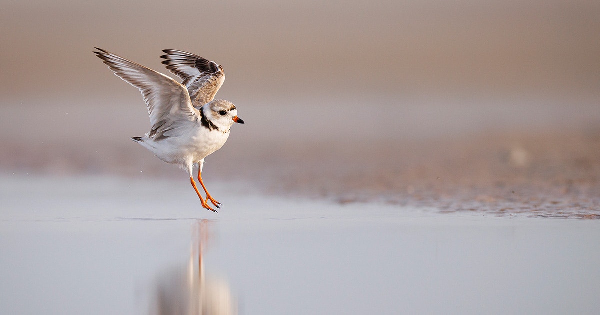 Congress Passes Bill to Protect Nearly 300,000 Acres of Wetlands and Beaches