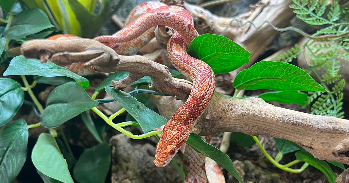 Corn Snake Care: 2024 Complete Care Guide