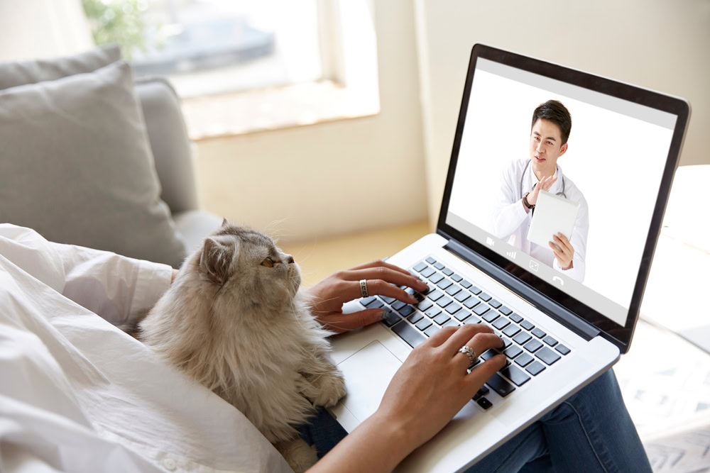 How Can I Talk to a Vet After Hours? Online Options & Helpful Ideas (Vet-Approved)