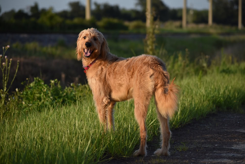 How Long Do Goldendoodles Live? Vet-Reviewed Average Lifespan Data & Care Guide