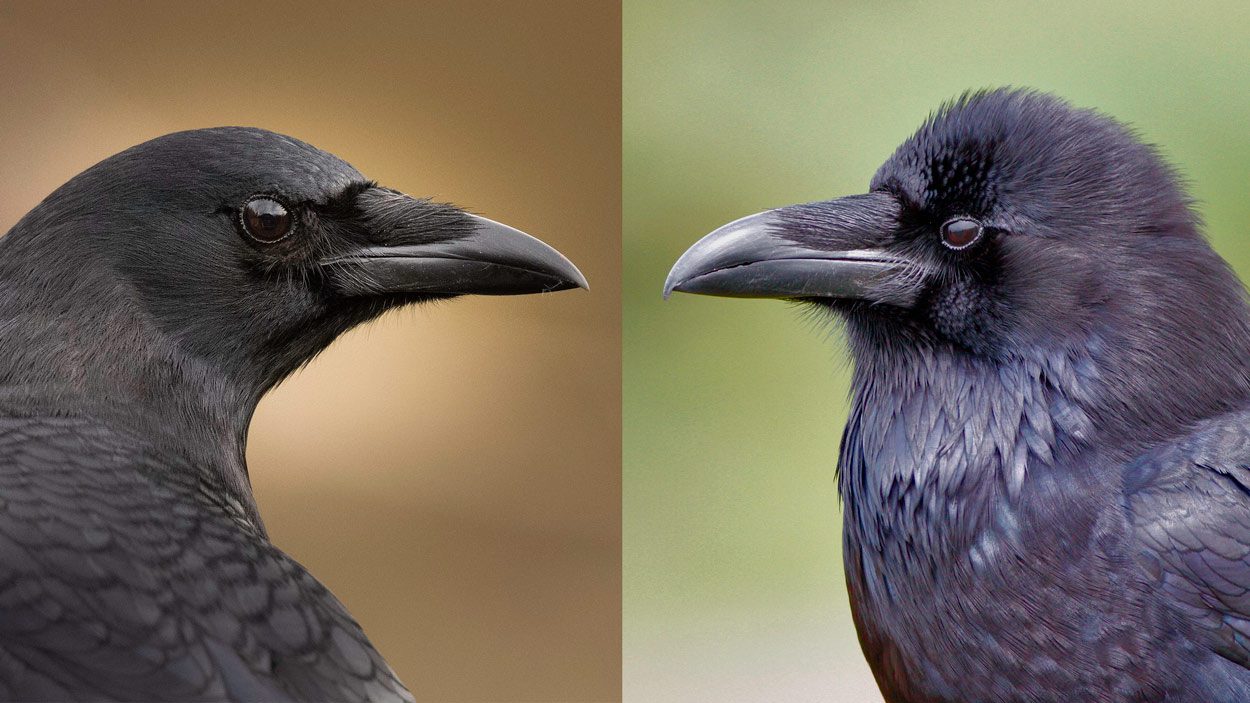 How to Tell Crows and Ravens Apart by Sight and Sound