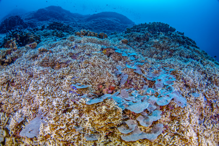 Pavona clavus is the World’s Largest Coral Colony | Reef Builders