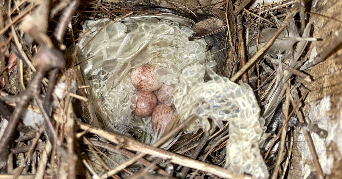 Some Birds Adorn Their Nests With Snakeskin to Scare Off Predators, New Study Finds