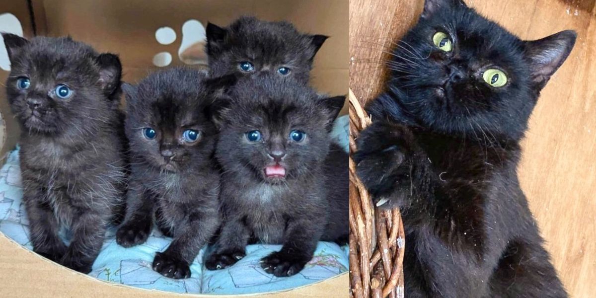 They Helped Cat But Didn’t Know They Would Save 4 Kittens too, Who Would Grow into Cutest Little Shadows