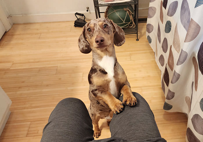 Why Are Dachshunds So Clingy?