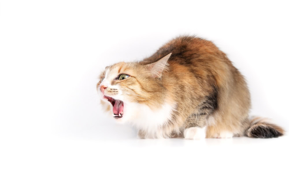 Why Do Cats Gag? 11 Vet-Reviewed Reasons & What to Do