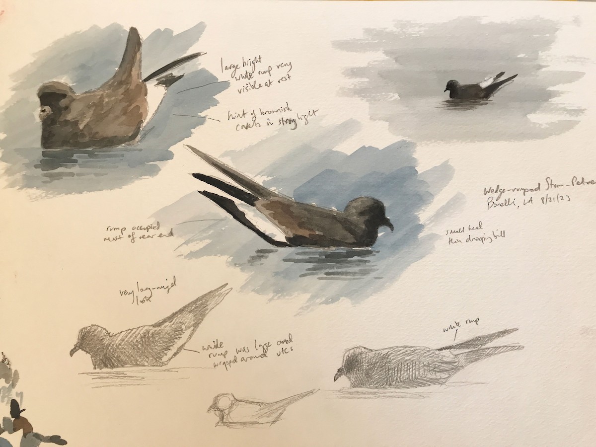 Win a free spot in the Cornell Lab’s Field Sketching Course